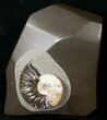 Iridescent Deshayesites Ammonite In Argyllite #15586-1